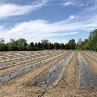 photo-m-gravel-cedres-0008